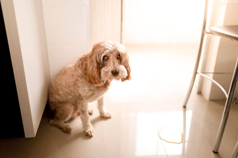 Cachorro urinando sangue: causas, tratamentos e prevenção