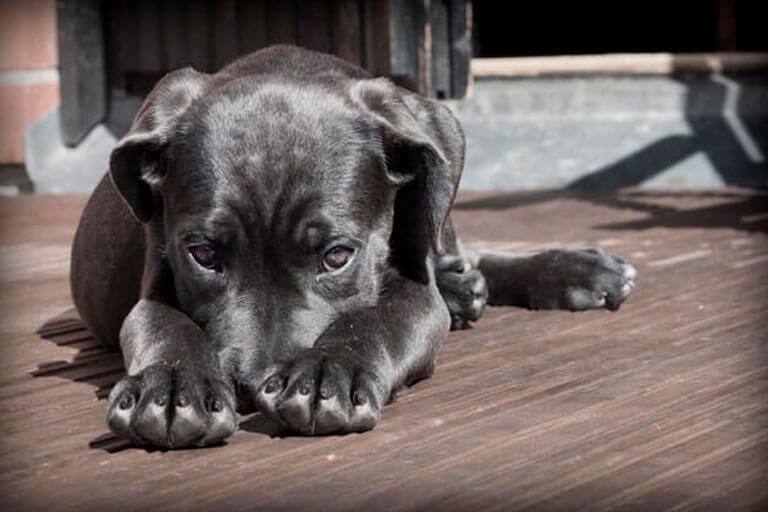 Conheça as doenças neurológicas em cães e entenda como ela os afetam
