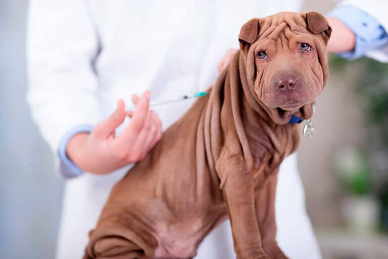 Reação de vacina em cachorros