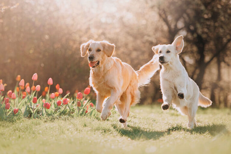 Cães hiperativos e agitados: veja 6 dicas para acalmá-los!