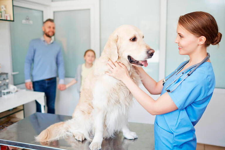 Conheça os sintomas, riscos e tratamentos do glaucoma em cães!