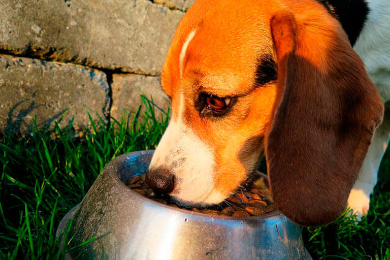 Comida caseira para cachorros: conheça os benefícios dessa alimentação