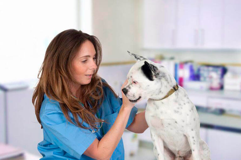 Saúde Animal: Tudo o que você precisa saber sobre o check-up em animais de estimação
