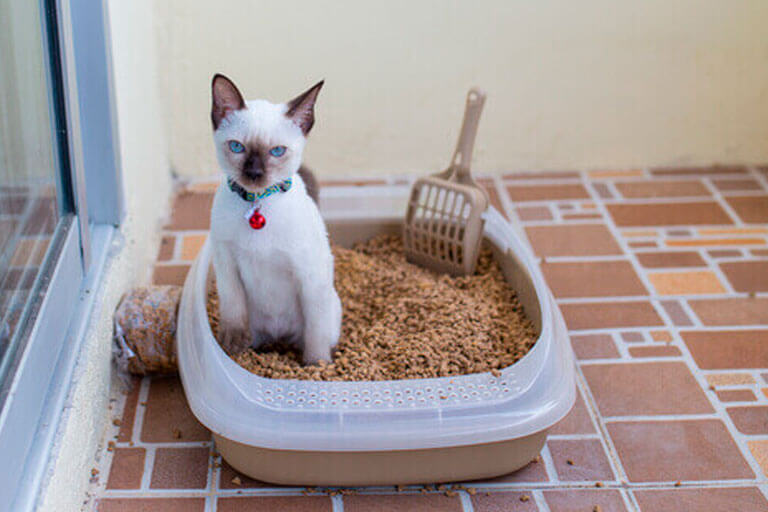 Areia para gatos: como escolher uma boa areia sanitária?