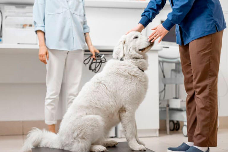 Fisioterapia para cachorro: problemas de coluna, dor ou tensão muscular?