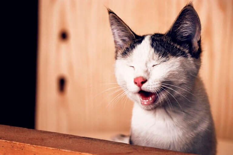 Anisocoria em gatos: saiba o que é e quais os sintomas