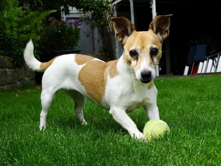 Jack Russell Terrier: Conheça a Raça do Cachorro do Máskara