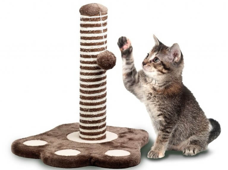 Brinquedos para Gatos, 6 ideias fáceis e Simples