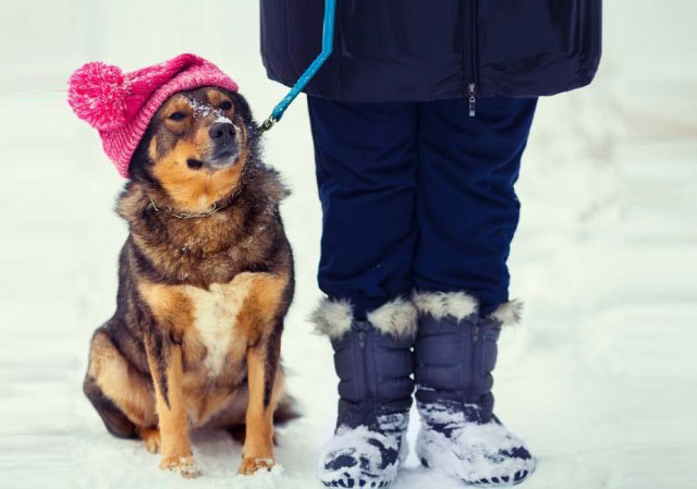 Inverno chegando: Cachorro sente frio também!