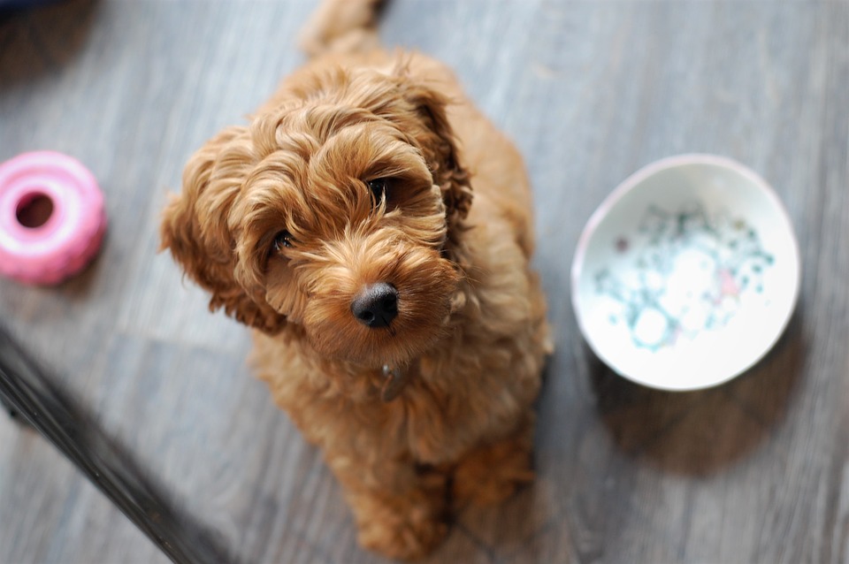 Os cachorros podem beber qualquer tipo de leite?