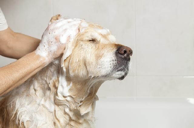 Que cuidados ter ao levar o cão para banho e tosa no pet shop?