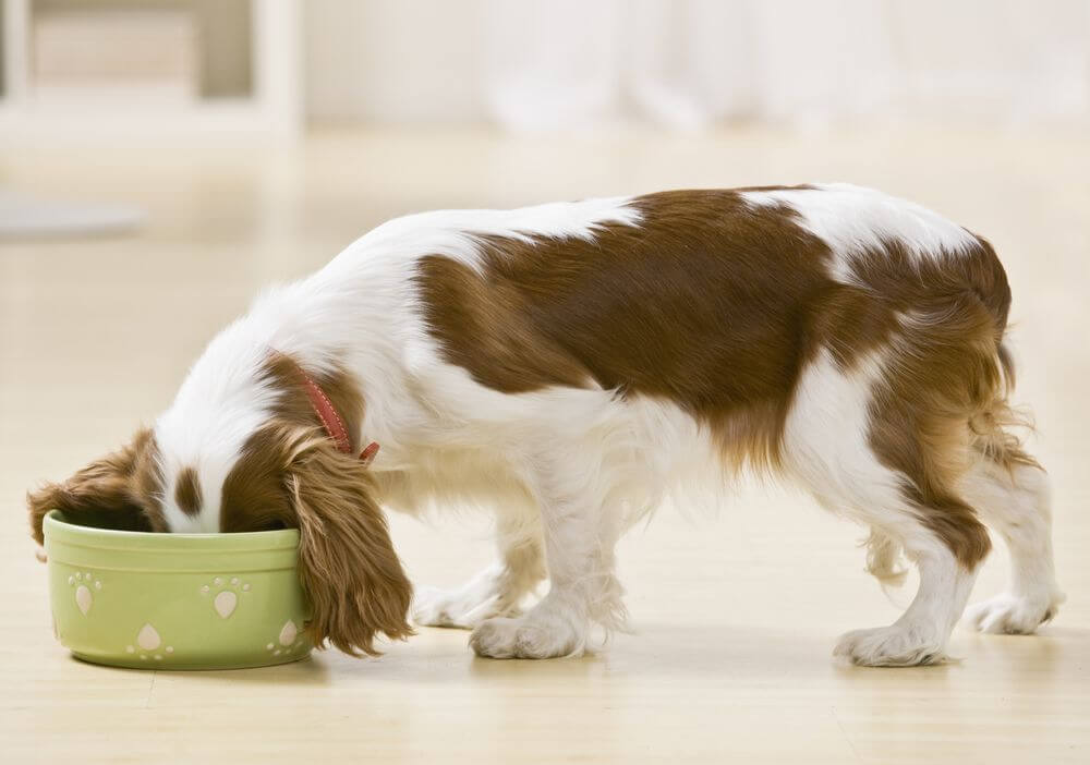 Comida para cachorro: conheça 10 alimentos que são perigosos para a saúde do seu amigo