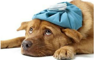 Você sabe quais são os sintomas de estresse em cachorro?