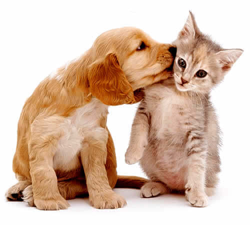 Amizade entre cães e gatos: Eles podem conviver juntos?
