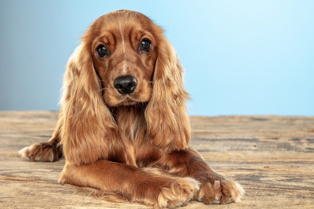 Otite canina: Aprenda quais são os sintomas e como tratar o seu pet