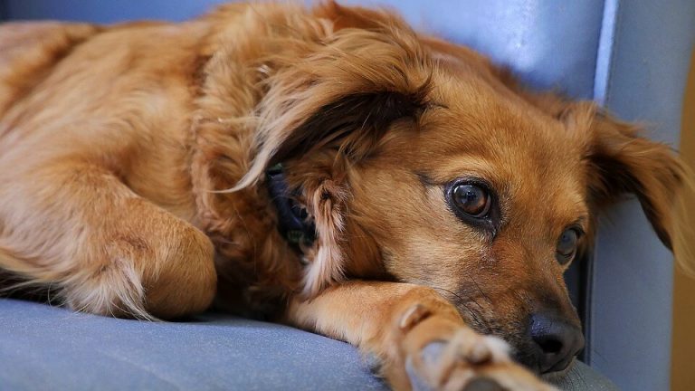 Quimioterapia Em Animais: Saiba Mais Sobre Esse Tratamento