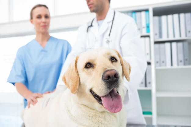 Tomografia em cães: entenda a importância para o tratamento dos animais