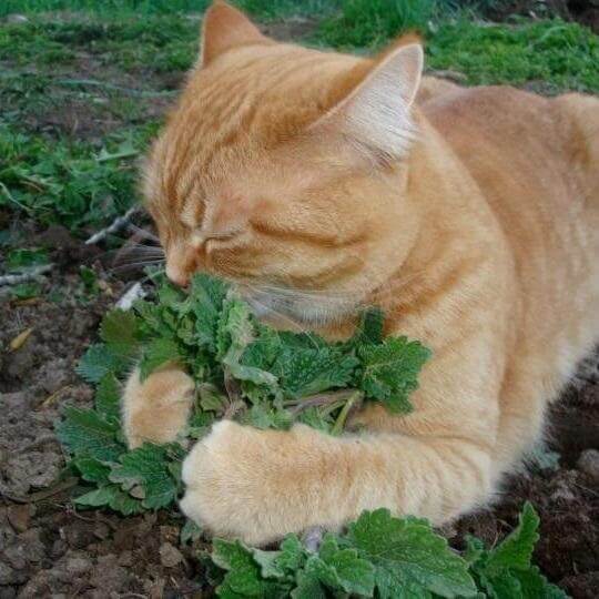 Você já conhece a erva do gato? A famosa catnip!
