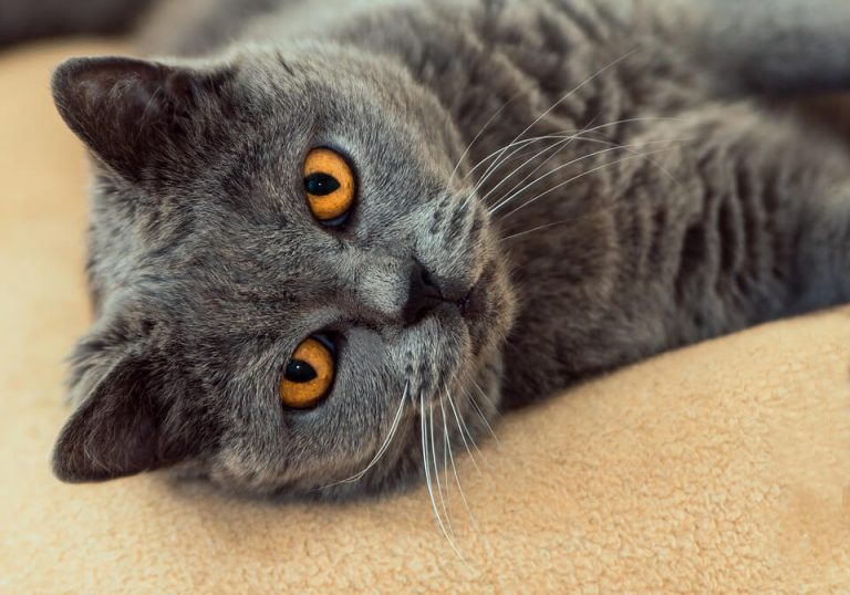 Aprenda a identificar os sinais de um gato com depressão