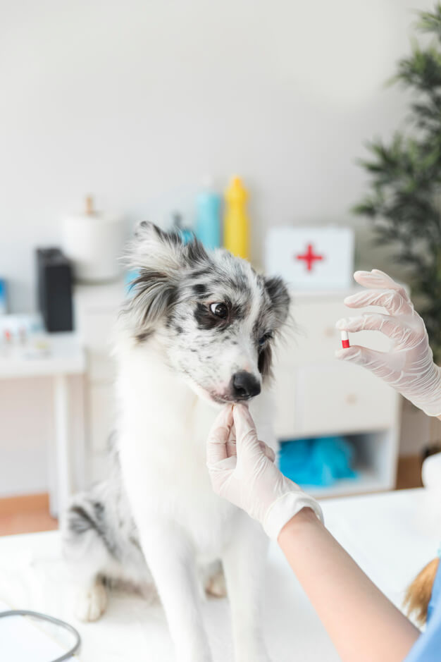 Gripe em cachorro: o que você precisa saber sobre essa doença?