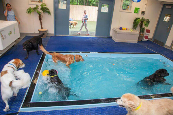 Hidroterapia animal: conheça 7 benefícios do esporte