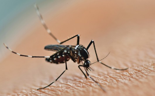 Dengue em animais: Eles estão imunes?