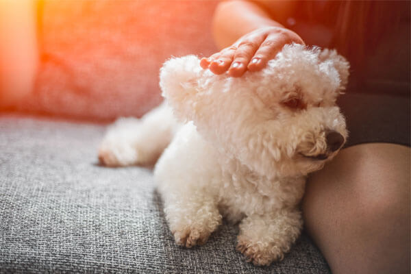 DST em cachorro: Como proteger o seu amigo? Como tratar?