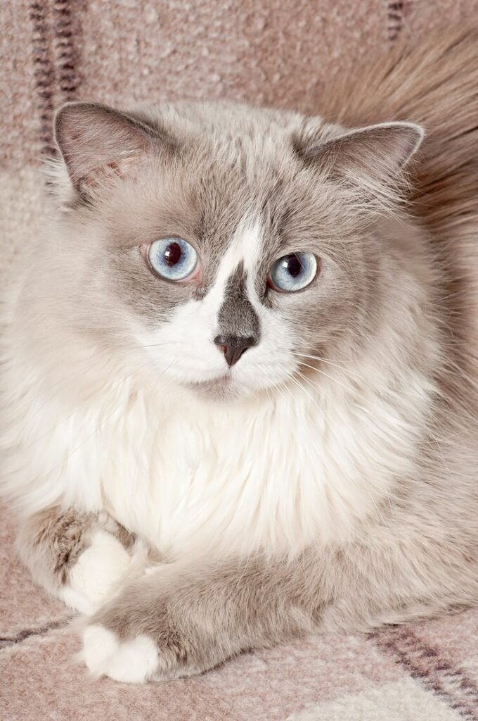 Ragdoll: conheça mais sobre essa raça de gatos de olhos azuis