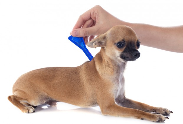 Cachorro com pulgas: saiba já como prevenir e eliminá-las