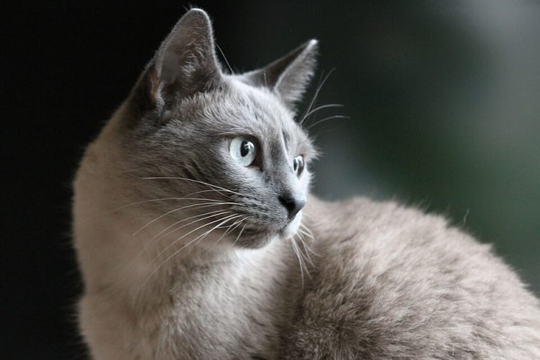 Conheça 6 raças de gato que se adaptam bem em apartamentos