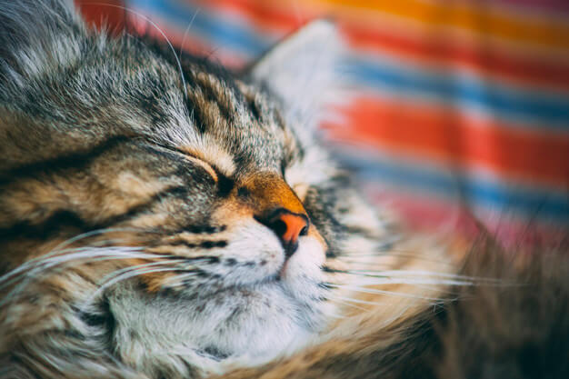 Toxoplasmose e os gatos: entenda essa relação e seus cuidados!